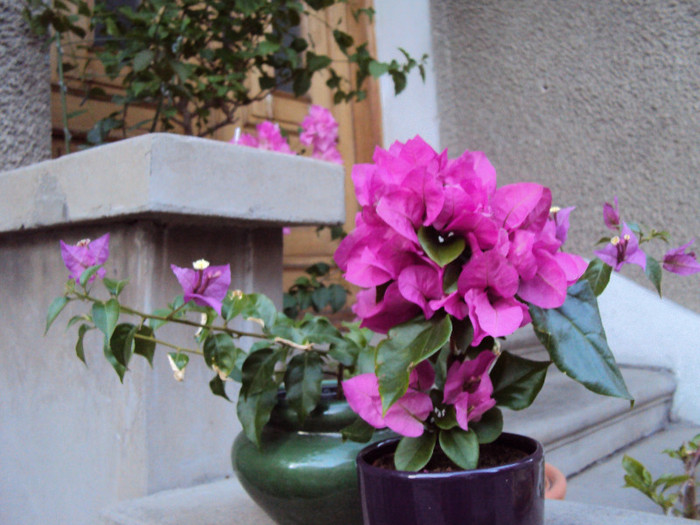  - Bougainvillea- un nou sezon