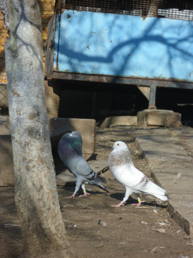 cele 2 tipuri de Horseman; SAM_5259
