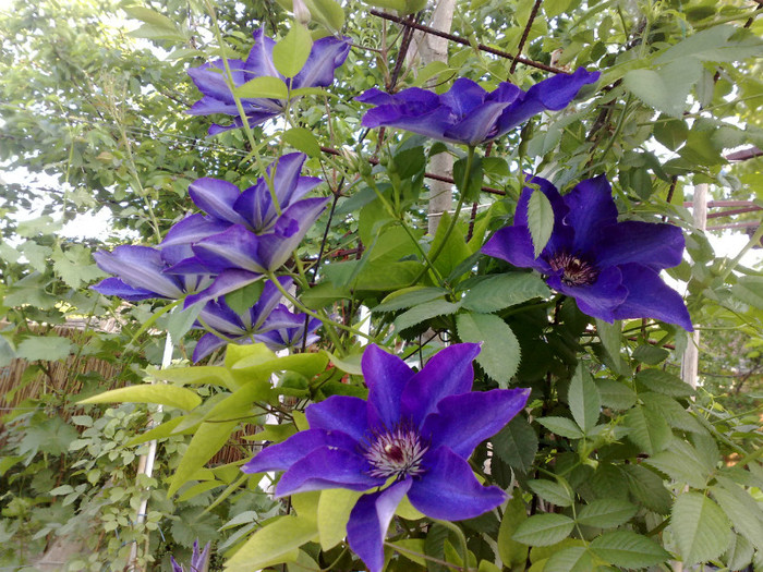 1105201223897 - Clematis