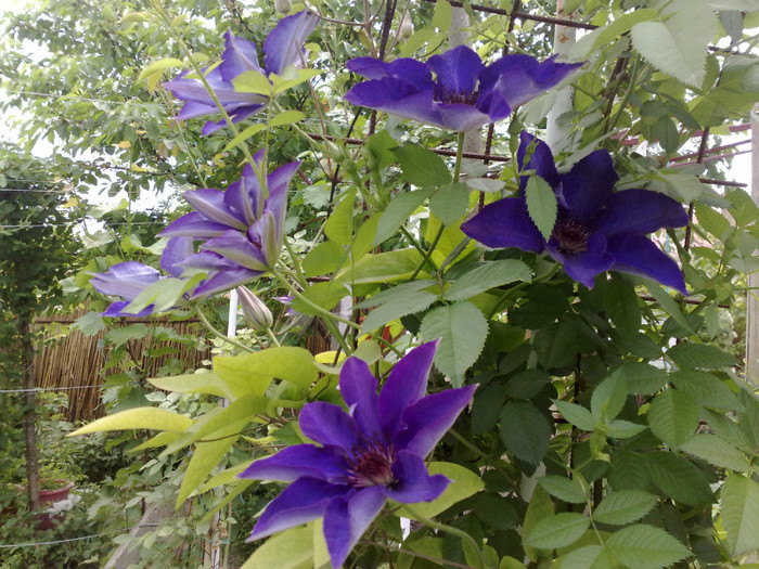 09052012 - Clematis