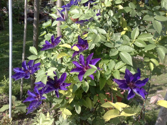 10052012 - Clematis