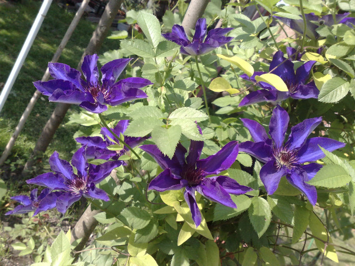 10052012 - Clematis