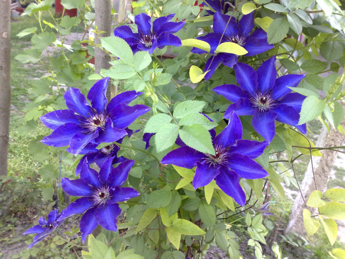 11052012 - Clematis
