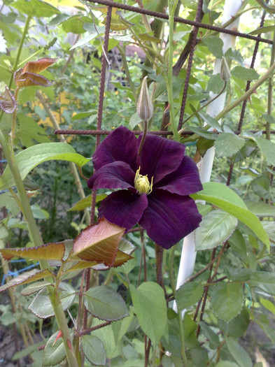 11052012 - Clematis