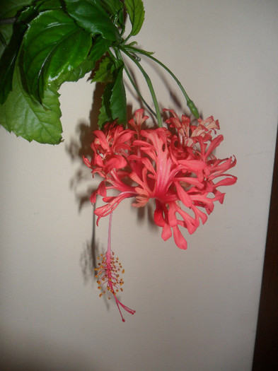 Hibiscus Schizopetalus - Hibiscus 2012-1