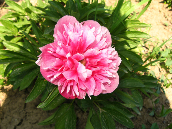 bujori - mii de flori