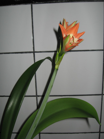 IMG_0749 - flori de casa