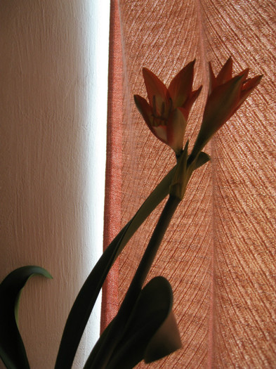 IMG_0753 - flori de casa