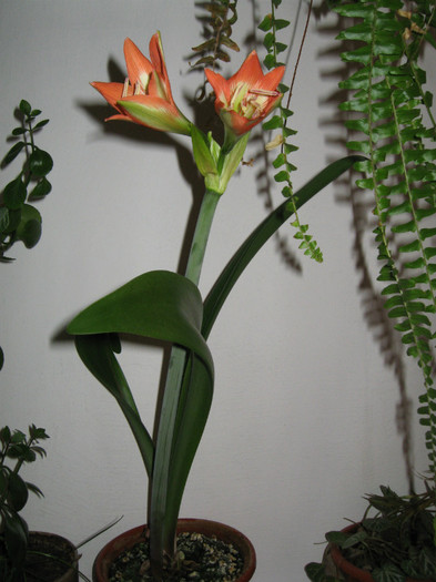 IMG_0755 - flori de casa