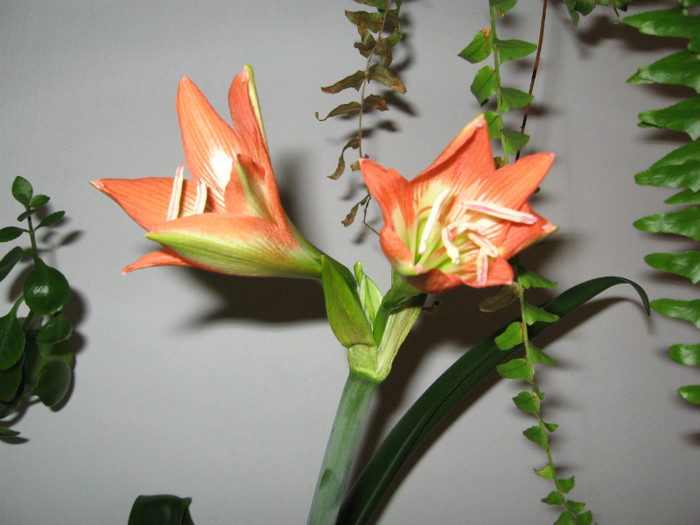 IMG_0756 - flori de casa