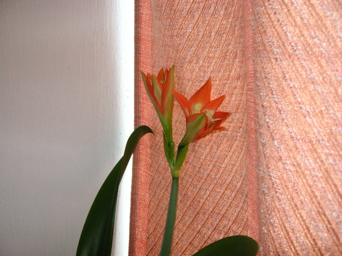 IMG_0746 - flori de casa