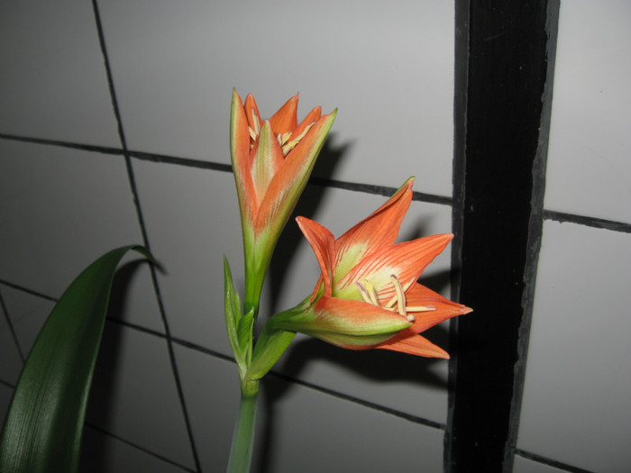 IMG_0748 - flori de casa