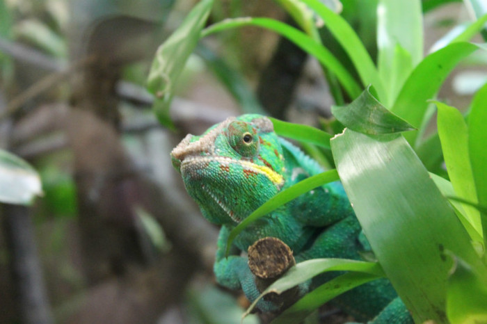 IMG_1381 - Cameleon