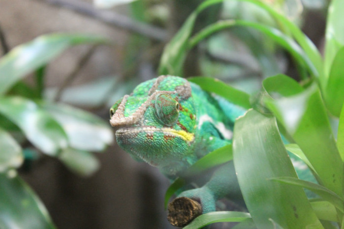 IMG_1382 - Cameleon