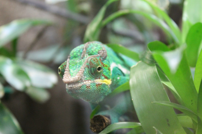 IMG_1383 - Cameleon