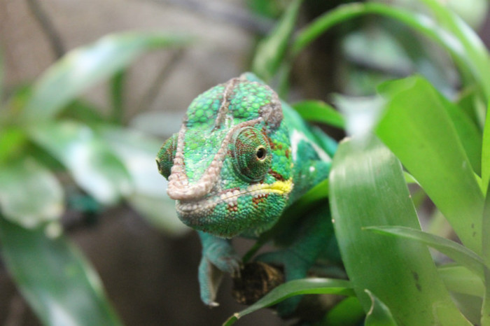 IMG_1385 - Cameleon