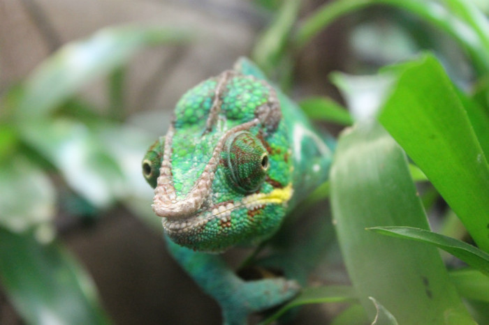 IMG_1386 - Cameleon