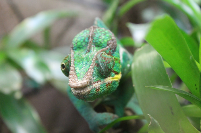 IMG_1388 - Cameleon