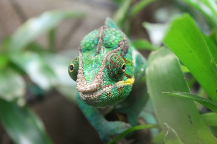 IMG_1389 - Cameleon