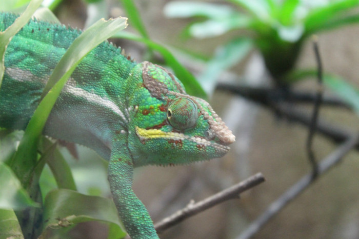 IMG_1414 - Cameleon