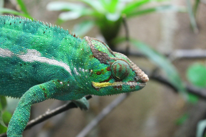 IMG_1419 - Cameleon