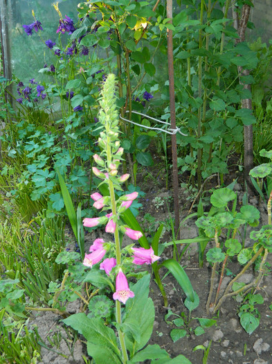 DSCN5007