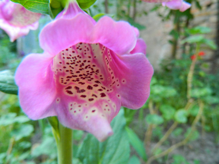 DSCN5008