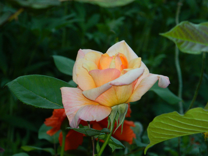 DSCN5009