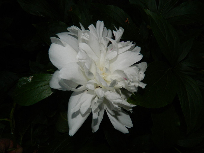 DSCN5050
