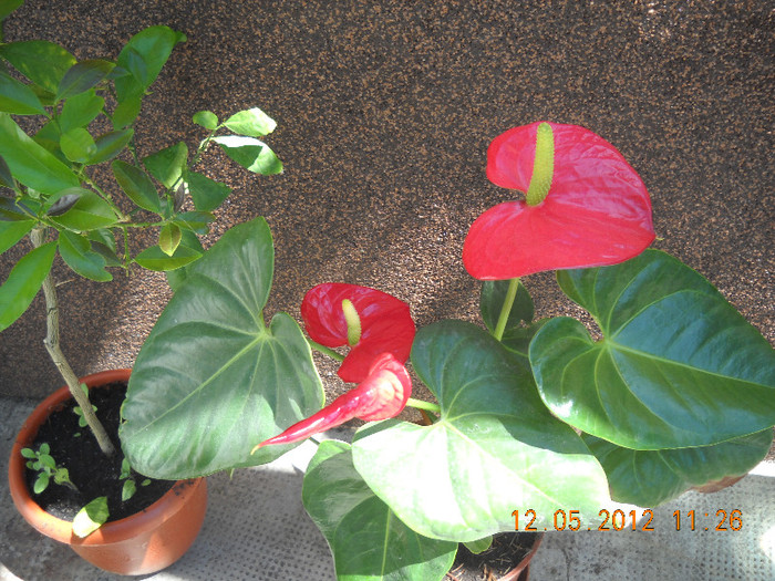 DSCN2624 - anthurium