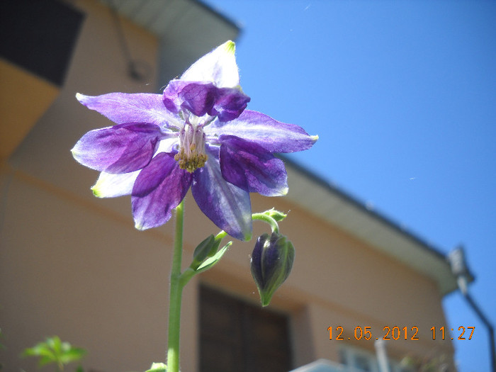 DSCN2629 - aquilegia