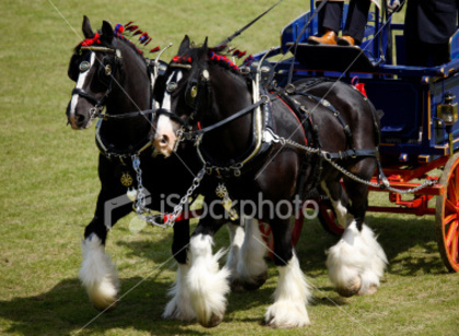 istockphoto_6255023-two-shire-horses[1] - Cai de tractiune si frumusete