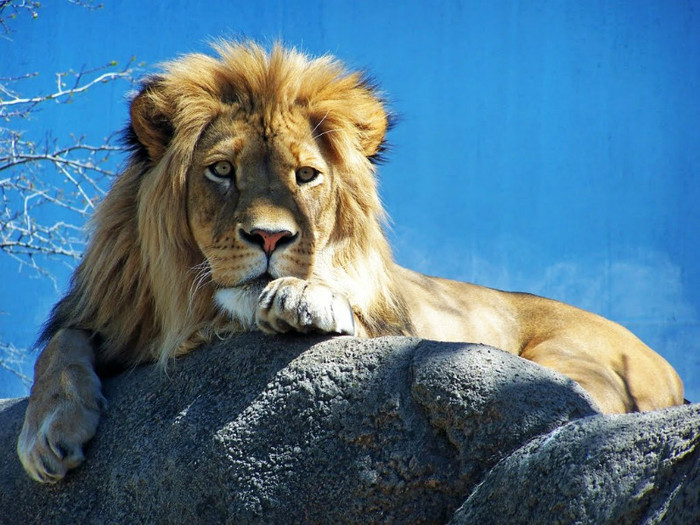 imagini cu lei,leu,lion,poze cu lei,fotografii cu lei,imagine cu leu - animale