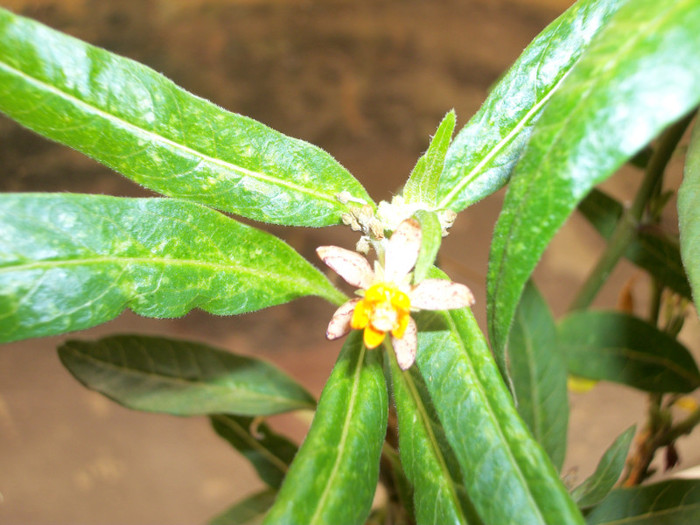 12 mai 2012 - asclepias