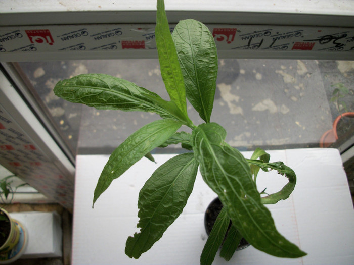 100_9482 - ruellia britonica