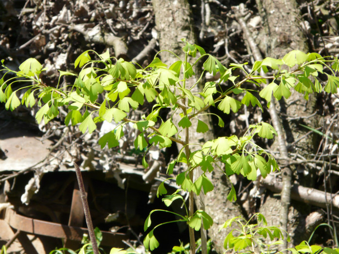 P1320849 - 000 NOU De prin gradina mea 12 mai 2012