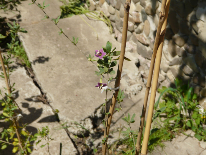 P1320892 - 000 NOU De prin gradina mea 12 mai 2012