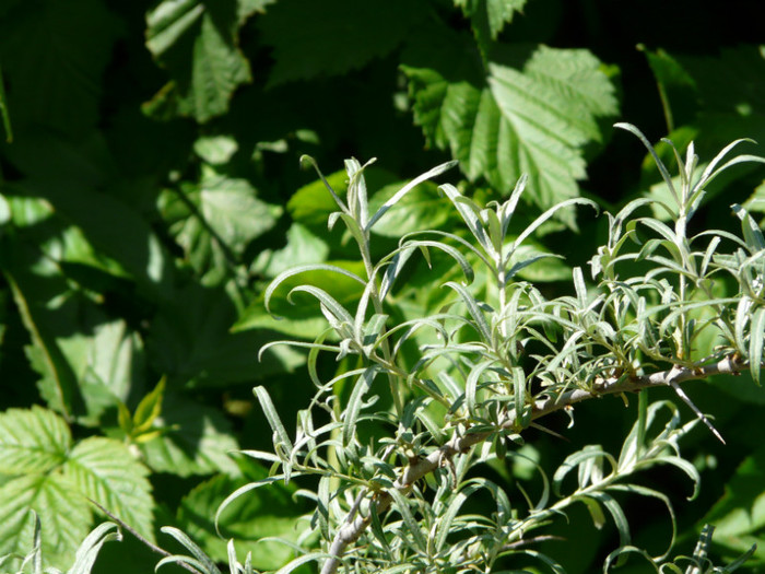 P1320945