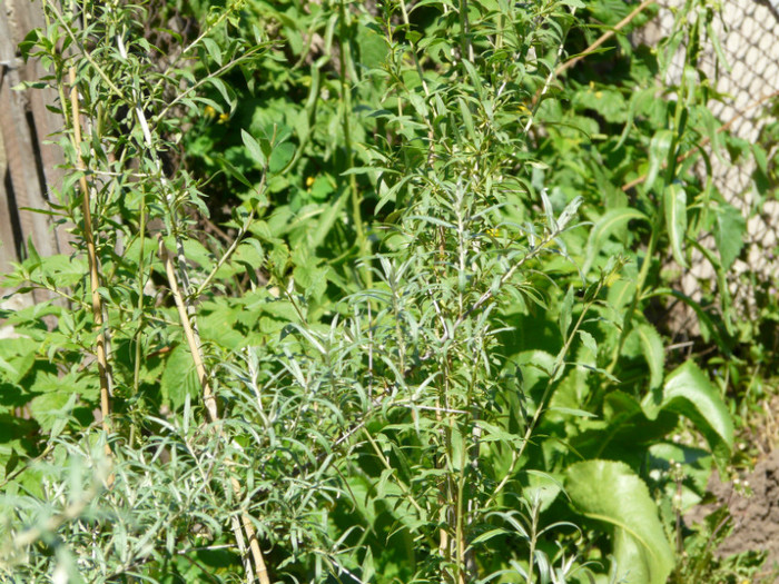 P1320958