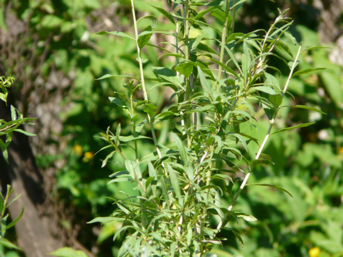 P1320960