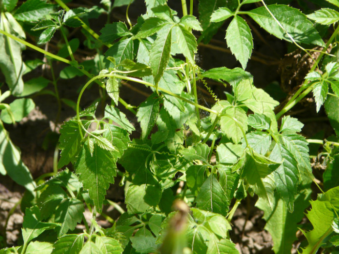 P1320980