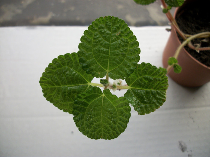 12 mai 2012 - pilea nummulariifolia