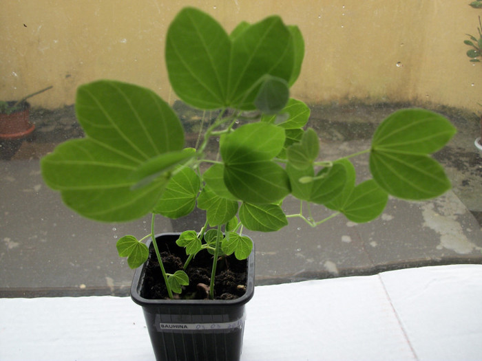 100_9472 - bauhinia tomentosa