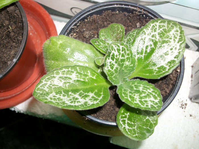 chirita Betty - 1 ACHIZITII PLANTE 2012