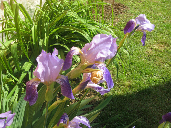 IMG_0304 - plante de gradina si terasa 2012