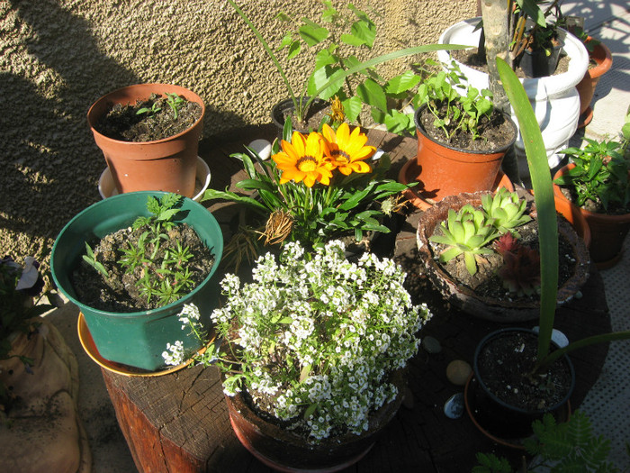 IMG_0310 - plante de gradina si terasa 2012