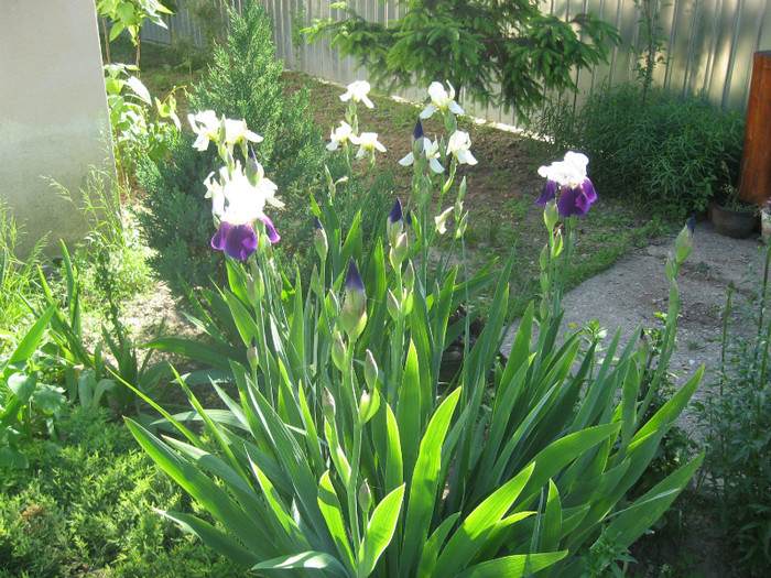 IMG_0312 - plante de gradina si terasa 2012