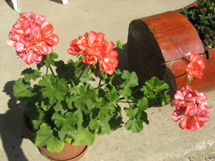 IMG_0321 - plante de gradina si terasa 2012