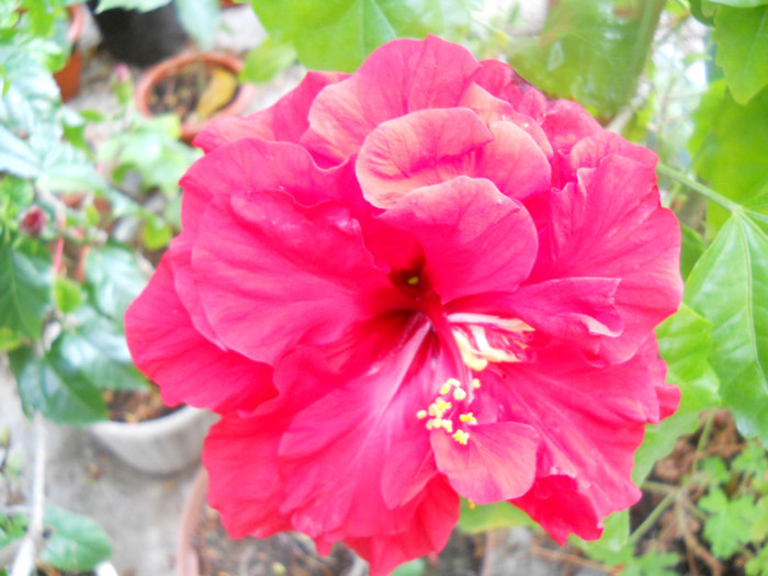 DSCN2585