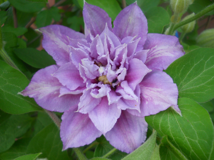 DSCN2592